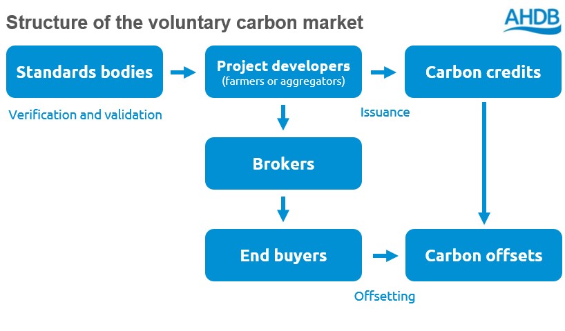 Infographic of the structure of the voluntary carbon market